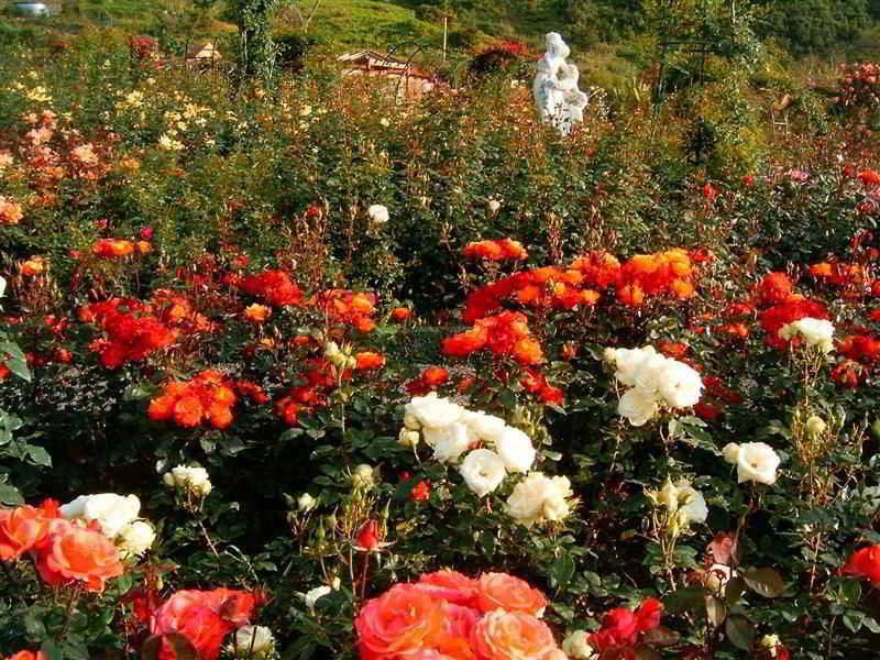 Pestana Quinta Do Arco Nature & Rose Garden Hotel Arco de Sao Jorge Bagian luar foto